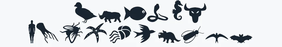 Rzeczywista próbka kroju Animals 2 — Aa Bb Cc 0123456789